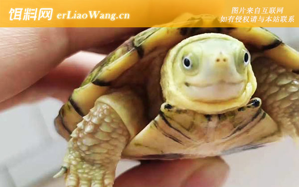 石金钱龟:生活习性