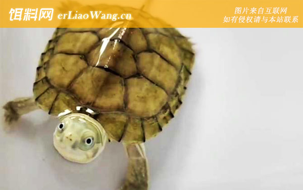 石金钱龟:生活习性