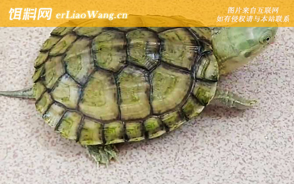 石金钱龟:饲养方法