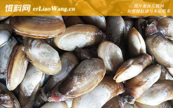 象拔蚌:分布范围