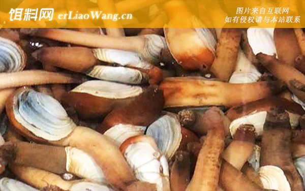 象拔蚌:生活习性