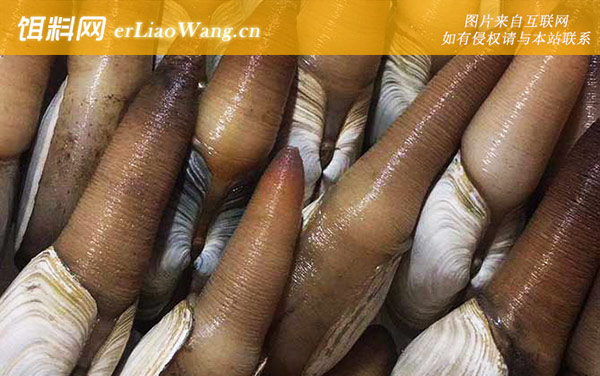 象拔蚌:营养价值