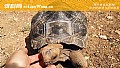 《陆龟是什么龟?》封面图