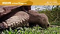 《陆龟种类名称及图片大全》封面图