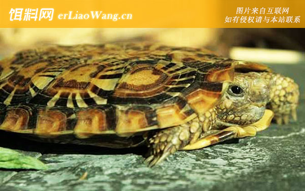 凹甲陆龟:薄饼龟