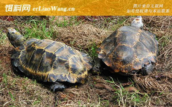 陆龟种类名称及图片大全-凹甲陆龟
