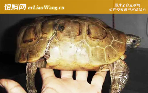 几何陆龟:钟纹折背陆龟