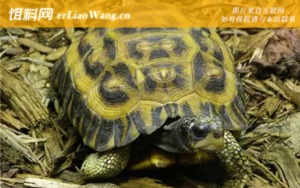 挺胸龟:扁尾陆龟