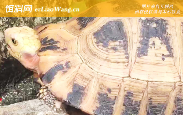 缅甸陆龟:分布范围