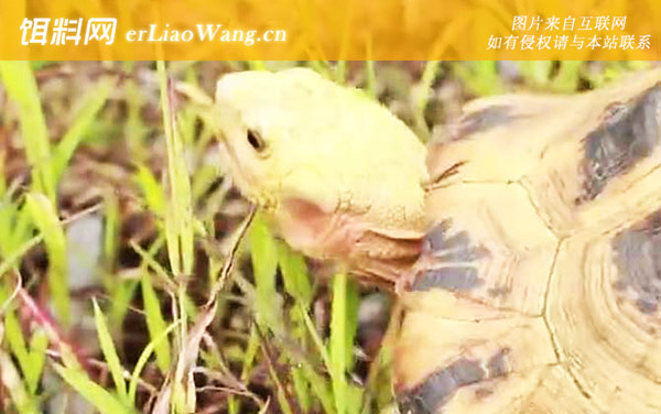 缅甸陆龟:保护级别