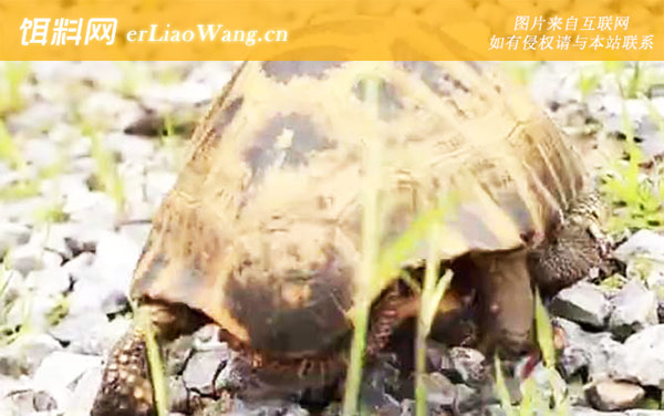 缅甸陆龟:生活习性