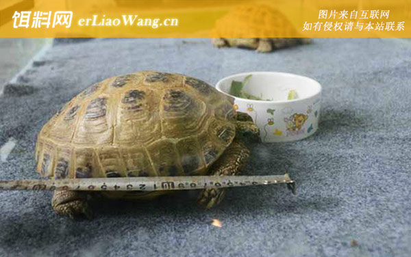 四爪陆龟:保护级别