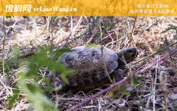 俄罗斯陆龟:分布范围