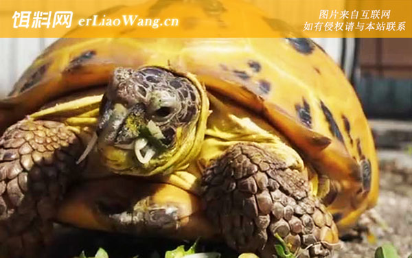 俄罗斯陆龟:保护级别