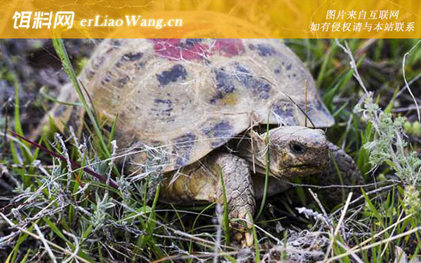 俄罗斯陆龟:生活习性