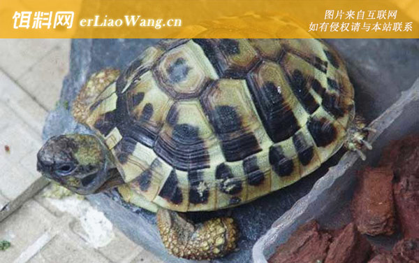 赫曼陆龟:亚种分化