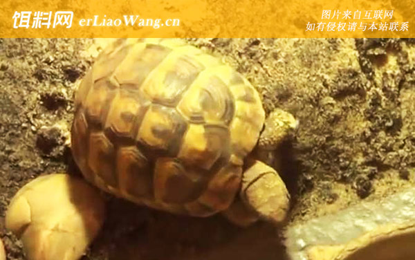 赫曼陆龟:生活习性