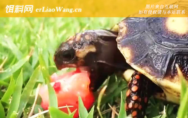 红腿陆龟:亚种分化