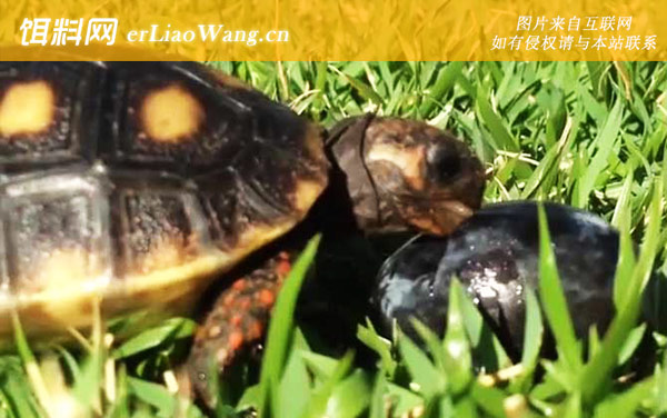 红腿陆龟:生活习性