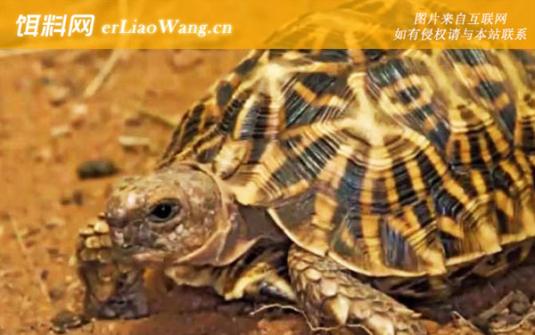 陆龟:代表物种