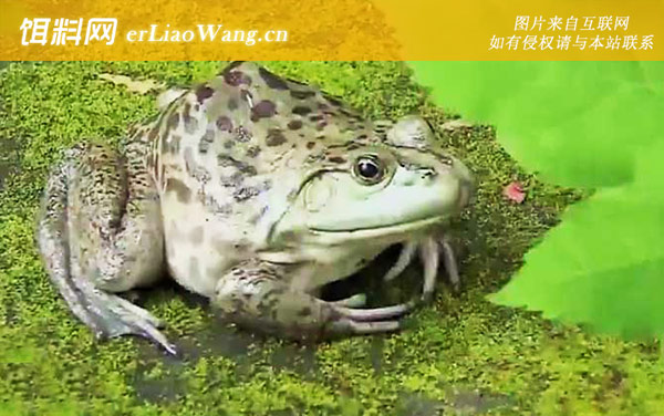 牛蛙:生活习性