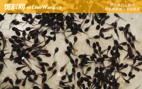 牛蛙蝌蚪:栖息环境