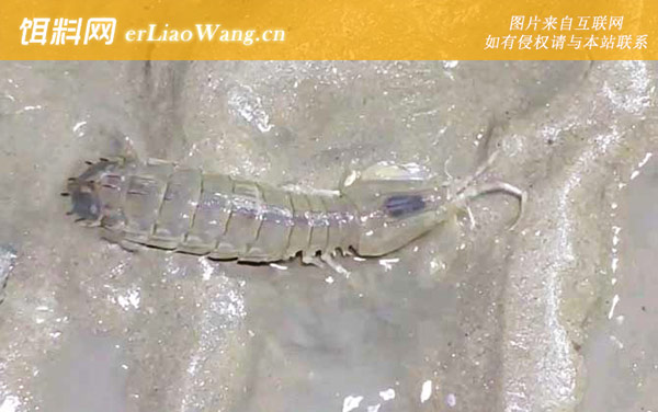 皮皮虾:分布范围