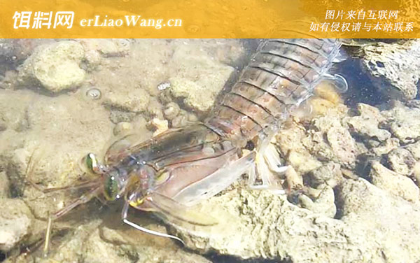 皮皮虾:生活习性