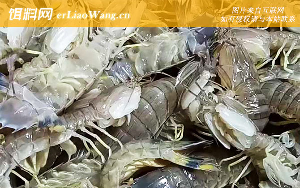 皮皮虾:注意事项