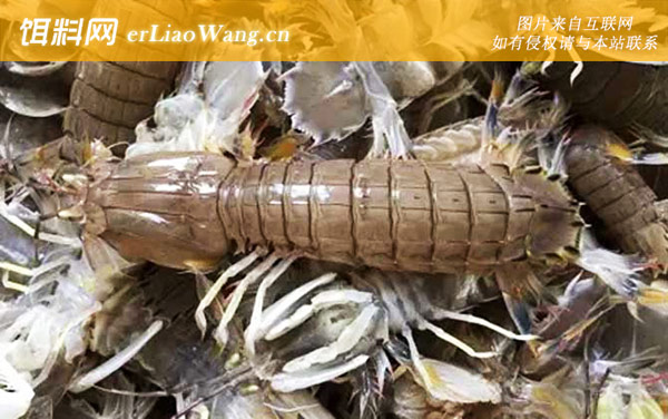 皮皮虾:禁忌人群