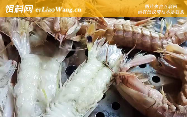 皮皮虾:注意事项