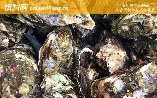 生蚝:代表品种