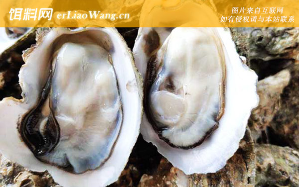 生蚝:代表品种