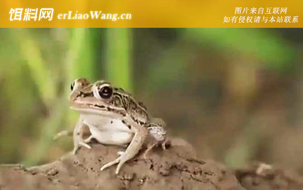 青蛙:科学考证