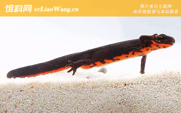 东方蝾螈:分布范围