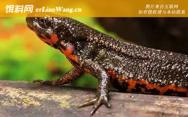 东方蝾螈:生活习性