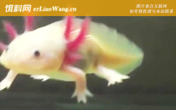 六角蝾螈:分布范围