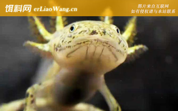 六角蝾螈:生活习性