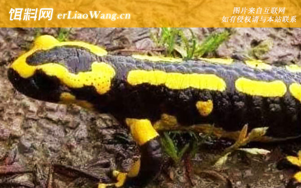 火蝾螈:生活习性