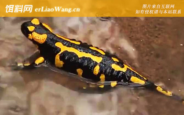 火蝾螈:生活习性