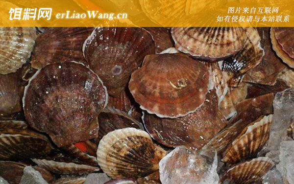 扇贝:生活习性
