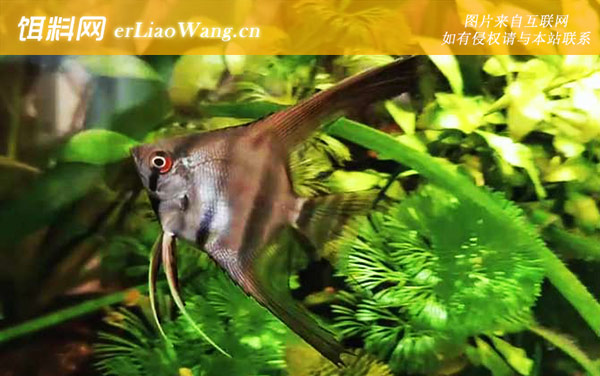 神仙鱼:分布范围