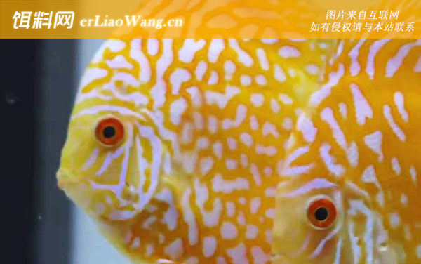 七彩神仙鱼:分布范围