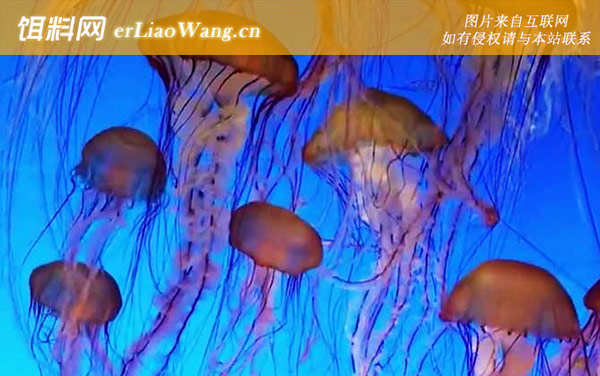 水母:生活习性