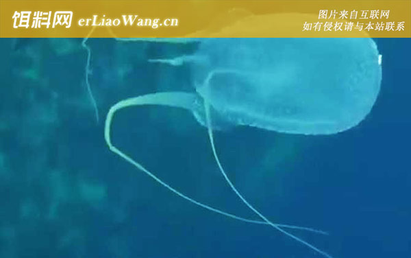 澳洲方水母:分布范围