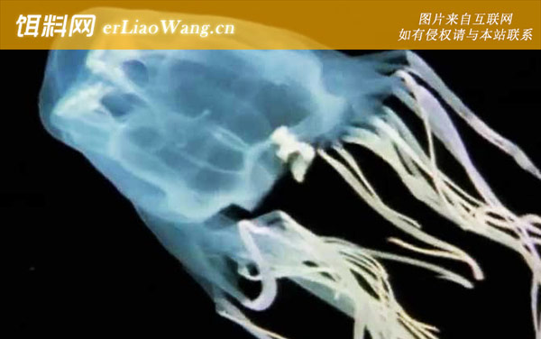 澳洲方水母:毒理作用