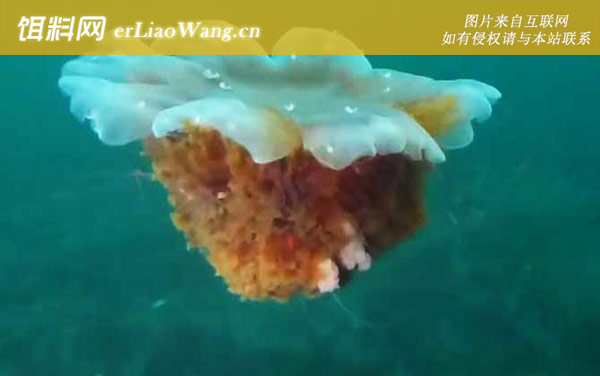 北极霞水母:分布范围