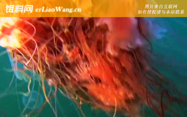 北极霞水母:生活习性