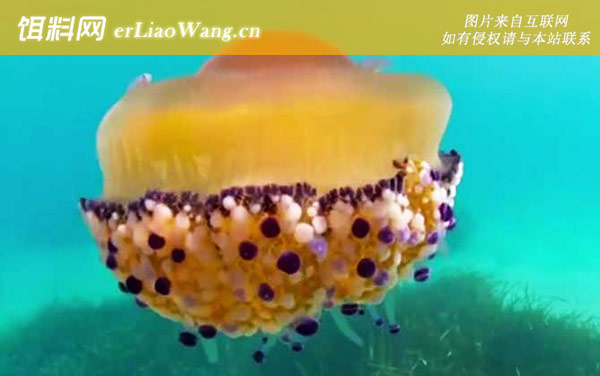 蛋黄水母:分布范围