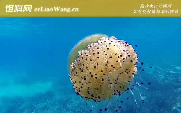 蛋黄水母:生活习性